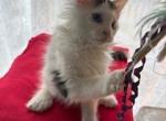 Lennox Blue Eyed Polydactyl Female - Maine Coon Kitten For Sale - Pylesville&comma; MD&comma; US