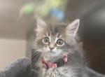 Marlin - Maine Coon Kitten For Sale - Brooklyn&comma; NY&comma; US