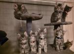 Maine Coon Kittens - Maine Coon Kitten For Sale - Brooklyn&comma; NY&comma; US