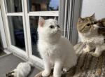 White exotic shorthair kitten - Exotic Kitten For Sale - Palm Coast&comma; FL&comma; US