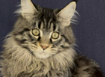 Hacker - Maine Coon Kitten For Sale - Brighton&comma; CO&comma; US