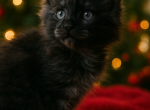 Bella - Maine Coon Kitten For Sale - Perry&comma; FL&comma; US