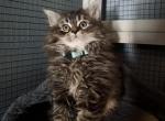 Maine Coon Dollface Persian Hybrid Mint - Maine Coon Kitten For Sale - Mount Penn&comma; PA&comma; US