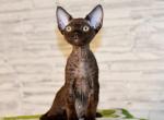Kerry - Devon Rex Kitten For Sale - Norwalk&comma; CT&comma; US
