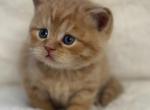 Garfield - Scottish Straight Kitten For Sale - Federal Way&comma; WA&comma; US