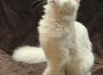 Lara and Chatham - Maine Coon Kitten For Sale - Fall River&comma; MA&comma; US