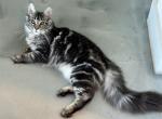Big boy - Maine Coon Kitten For Sale - 