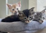 1 Silver and 1 Torbie - Maine Coon Kitten For Sale - Waynesboro&comma; PA&comma; US