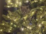 Azur - British Shorthair Kitten For Sale - Brooklyn&comma; NY&comma; US