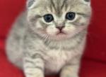 Bonnie - Scottish Fold Kitten For Sale - Federal Way&comma; WA&comma; US