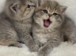 Lily and Milly - Scottish Straight Kitten For Sale - Federal Way&comma; WA&comma; US