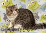 Fillimon - Exotic Kitten For Sale - Yucca Valley&comma; CA&comma; US
