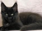 Schechki - Maine Coon Kitten For Sale - Miami&comma; FL&comma; US