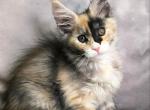 Elisandra - Maine Coon Kitten For Sale - Miami&comma; FL&comma; US