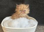 Red - Persian Kitten For Sale - Myakka City&comma; FL&comma; US