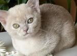 Nensi - Burmese Kitten For Sale - Miami&comma; FL&comma; US