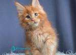 Paris - Maine Coon Kitten For Sale - Miami&comma; FL&comma; US