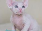 Chester - Devon Rex Kitten For Sale - Norwalk&comma; CT&comma; US