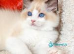 Dyson - Ragdoll Kitten For Sale - Norwalk&comma; CT&comma; US