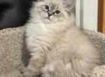 Gordon - Siberian Kitten For Sale - Prospect Heights&comma; IL&comma; US
