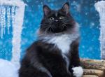 Zorro - Siberian Kitten For Sale - Pembroke Pines&comma; FL&comma; US