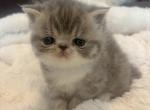 Bluey - Exotic Kitten For Sale - Arlington Heights&comma; IL&comma; US