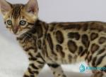 Onyx - Bengal Kitten For Sale - Pembroke Pines&comma; FL&comma; US
