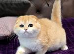 Token - Scottish Fold Kitten For Sale - New York&comma; NY&comma; US