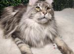 Calpurnia - Maine Coon Cat For Sale - MI&comma; US