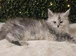 Delilah - Maine Coon Kitten For Sale - MI&comma; US