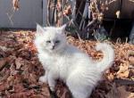Siberian kittens - Siberian Kitten For Sale - CO&comma; US