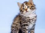 Shelby - Siberian Kitten For Sale - Pembroke Pines&comma; FL&comma; US
