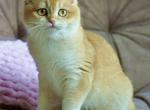 Hugo - British Shorthair Kitten For Sale - New York&comma; NY&comma; US