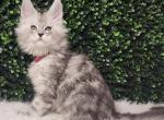 Demelza - Maine Coon Kitten For Sale - MI&comma; US
