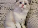 Male TICA Bicolor Ragdoll Kitten - Ragdoll Kitten For Sale - Bryan&comma; TX&comma; US