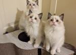 TICA Bicolor Ragdoll Kittens - Ragdoll Kitten For Sale - Bryan&comma; TX&comma; US