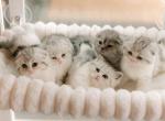 Scottish kittens - Scottish Fold Kitten For Sale - Spartanburg&comma; SC&comma; US
