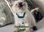 Dark Green - Ragdoll Kitten For Sale - Saint Paul&comma; MN&comma; US