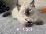 Pink - Ragdoll Kitten For Sale - Saint Paul&comma; MN&comma; US