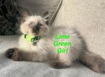 Lime Green - Ragdoll Kitten For Sale - Saint Paul&comma; MN&comma; US