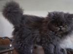 Persian Jewel Cattery 3 - Persian Kitten For Sale - Orlando&comma; FL&comma; US
