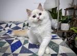 Fawkes - Ragdoll Kitten For Sale - Tuscaloosa&comma; AL&comma; US