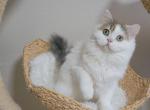 Y V E S - Scottish Straight Cat For Sale - Fontana&comma; CA&comma; US