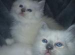 Christmas kittens - Ragdoll Kitten For Sale - Butler&comma; PA&comma; US