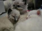 New Christmas Balinese - Balinese Kitten For Sale - Dallas&comma; TX&comma; US