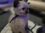 Christmas kittens coming - Balinese Kitten For Sale - Dallas&comma; TX&comma; US