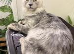 Simba - Maine Coon Kitten For Sale - George&comma; WA&comma; US