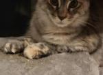 Silver - Maine Coon Kitten For Sale - GA&comma; US