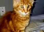 Chewy - Maine Coon Kitten For Sale - GA&comma; US