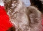 Azure - Maine Coon Kitten For Sale - GA&comma; US